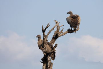 Weißrückengeier / White-backed Vulture / Gyps africanus