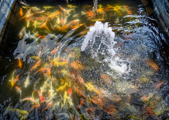 The fountain streaming with colorful koi fish swimming