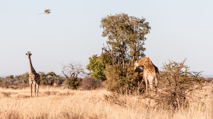 Giraffe at Sondela