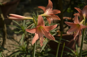 Daylily