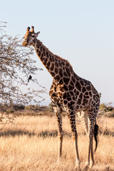 Giraffe at Sondela