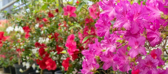 Gardinen Azalee Blooming pink rhododendron (azalea), close-up, selective focus, copy space.  © sandipruel