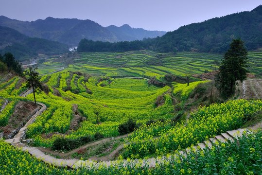  terraces in Anhui,China