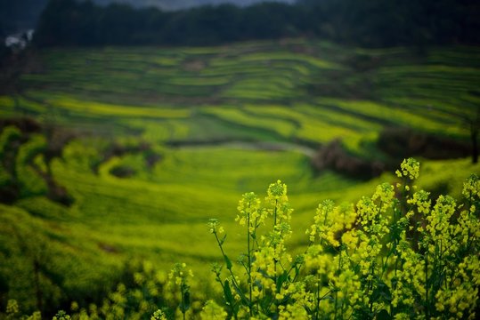 green field of rice