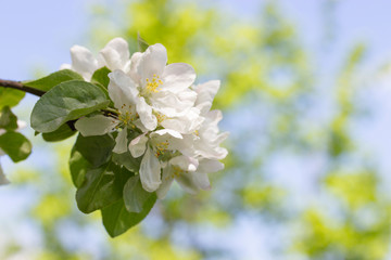 Apple tree branch with white delicate flowers and leaves against the sunny sky and foliage