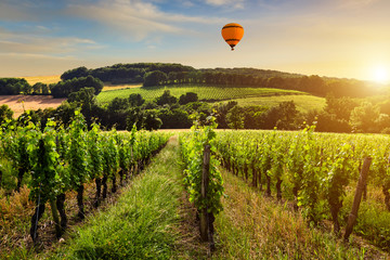Beautiful vineyard at sunset. Travel around France, Bordeaux