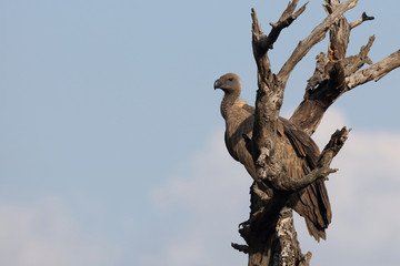 Weißrückengeier / White-backed vulture / Gyps africanus