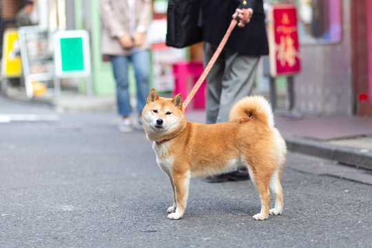 Shiba Inu Walking on Street