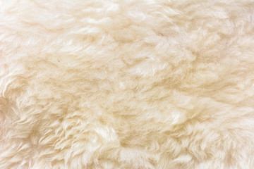 White wool texture background, Natural fluffy fur sheep wool skin texture.
