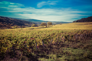 vignes de Bourgogne