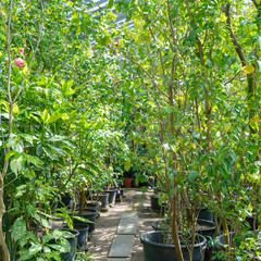 Ornamental tropical plants in the greenhouse.