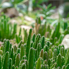 Fototapeta na wymiar Cacti in nature.