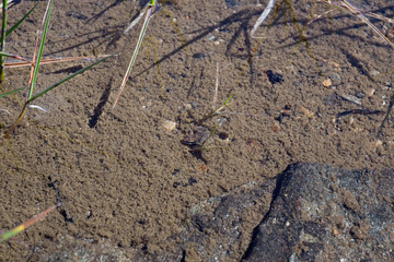 A very small frog, perfectly camouflaged, swims in the clear waters of a mountain lake.
