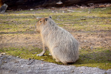 Hydrochaeris Hydrochaeris Capybara Closeup Sitting  