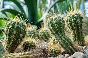 Cacti in nature.