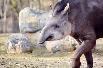 Tapirus Terrestris Portrait Closeup Head Portrait 