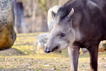 Tapirus Terrestris Portrait Closeup Head Portrait 