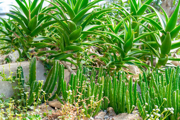 Obraz premium Agave and cacti in nature.