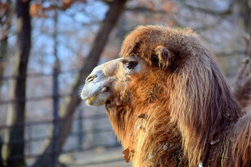 Camel Camelus Bactrianus Head Closeup Colorful Portrait 