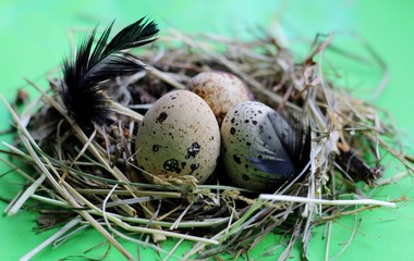 Nest with quail eggs and feathers on light green background.