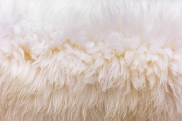 Background picture of a soft fur white carpet. wool sheep fleece closeup texture background,Fake color beige fur fabric. top view.