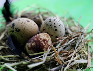 Naklejka na ściany i meble Nest with quail eggs and feathers on light green background.