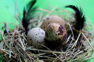 Nest with quail eggs and feathers on light green background.