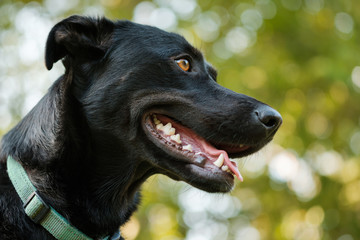 Black labrador crossbreed dog close-up portrait with blurred green foliage background.