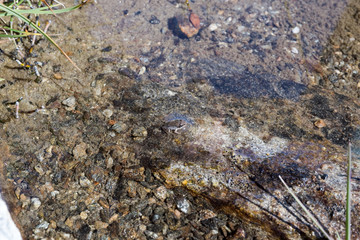 A very small frog, perfectly camouflaged, swims in the clear waters of a mountain lake.