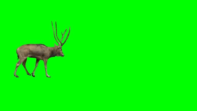 David's deer slowly walking across the frame on green screen, real shot, isolated with chroma key, perfect for digital composition, cinema, 3d mapping.