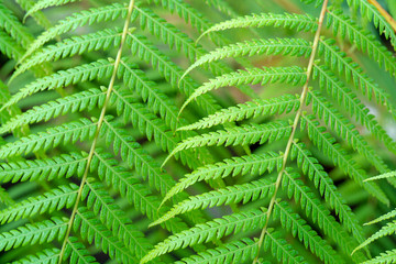 Fototapeta na wymiar Beautiful pattern of green leaves.