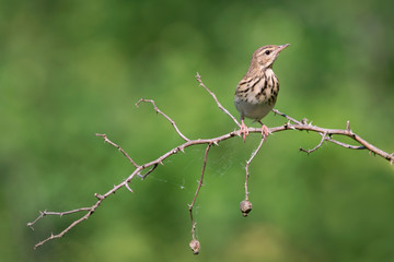 Tree pipit