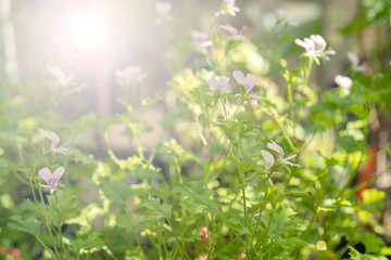 Blurred image of a green plant - the background for writing text.