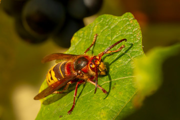 Nahaufnahme einer Hornisse auf einem Weinblatt