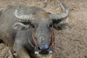 Obraz premium Big buffalo Black stands elegant in the countryside. Rice field atmosphere