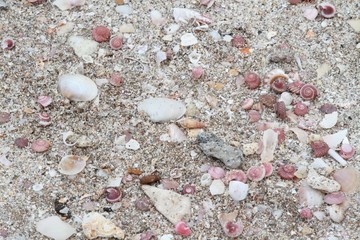 Tropical beach with seashells and coral pieces. Sandy beach covered by sea shells and pieces of corals