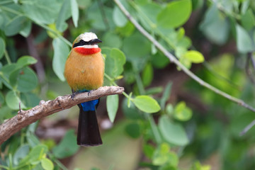 Weißstirnspint / White-fronted bee-eater / Merops bullockoides
