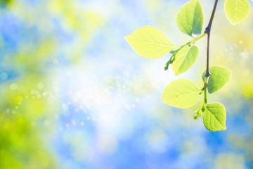Obraz premium Spring image that fresh green is beautiful 新緑が美しい春のイメージ