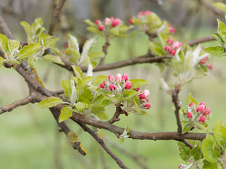 Boutons floraux du pommier domestique (Malus domestica)