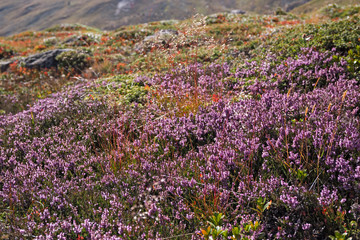 Obraz premium Panoramic view of mountain heather bushes in the bright colors of autumn, at the Sempione pass in Switzerland.