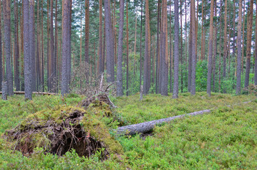Nature,environment, forests, swamps, fields, rivers