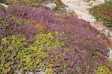 Obraz premium Panoramic view of mountain heather bushes in the bright colors of autumn, at the Sempione pass in Switzerland.