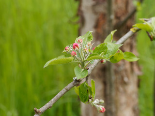 Boutons floraux du pommier domestique (Malus domestica)