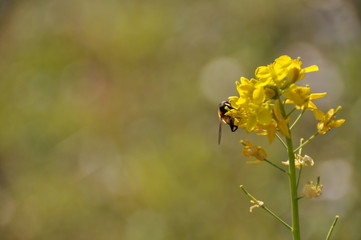 菜の花