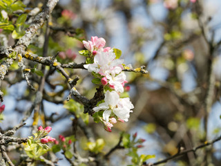 Pommier en fleurs (Malus domestica)