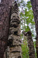 Nature,environment, forests, swamps, fields, rivers