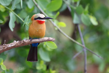 Weißstirnspint / White-fronted bee-eater / Merops bullockoides