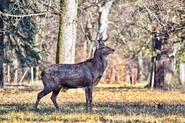 Dybowskii Deer in the Forest 