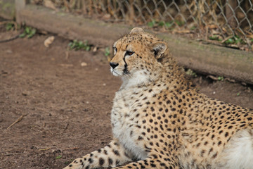 Gepard