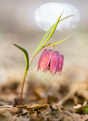 Snake's head fritillary